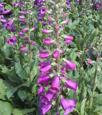 Foxglove Camelot Rose
